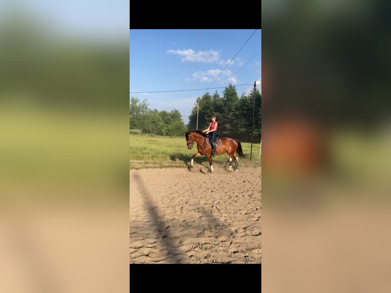 Polnisches Sportpferd Wallach 4 Jahre 172 cm Dunkelbrauner in Racibórz