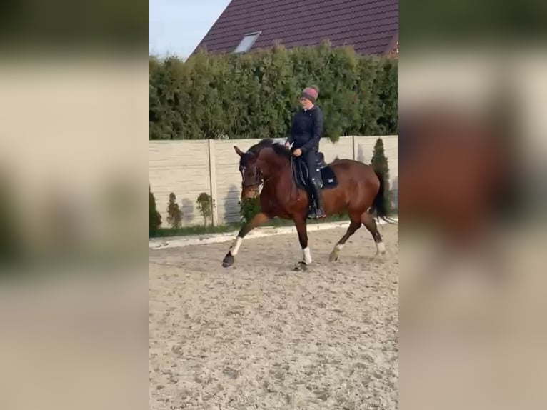 Polnisches Sportpferd Wallach 4 Jahre 172 cm Dunkelbrauner in Racibórz