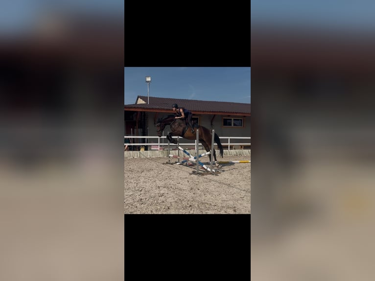 Polnisches Sportpferd Wallach 4 Jahre 172 cm Dunkelbrauner in Racibórz