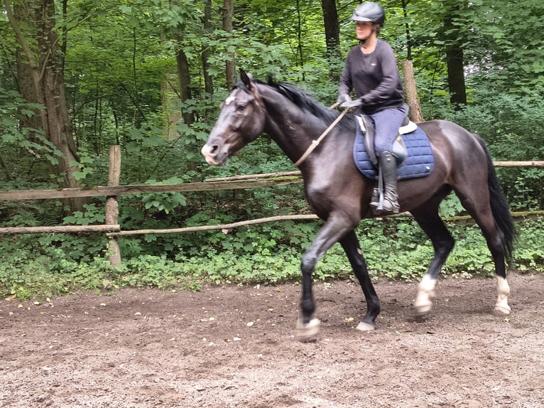 Polnisches Sportpferd Wallach 4 Jahre 174 cm Rappe in Gorlitz
