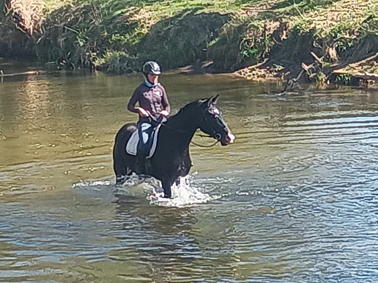 Polnisches Sportpferd Wallach 4 Jahre 174 cm Rappe in Görlitz