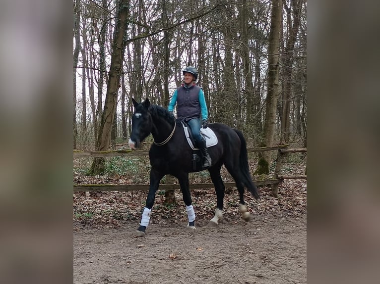 Polnisches Sportpferd Wallach 4 Jahre 174 cm Rappe in Görlitz