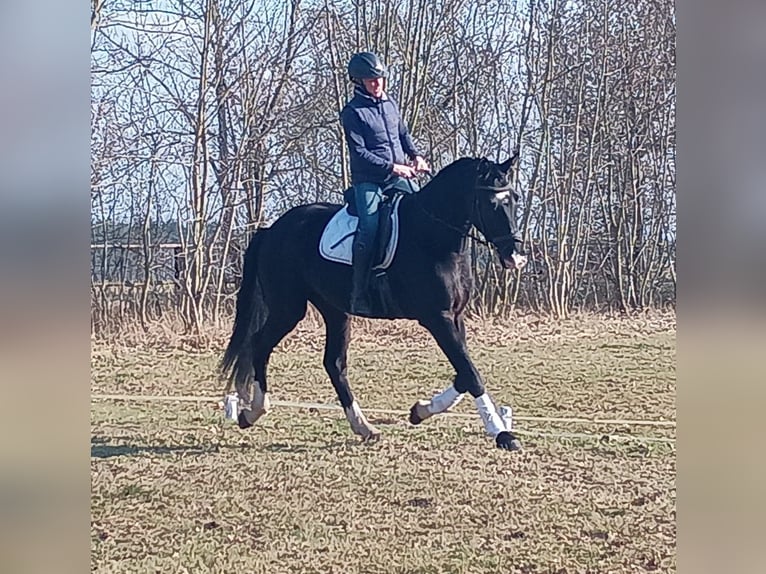 Polnisches Sportpferd Wallach 4 Jahre 174 cm Rappe in Leszno Dolne