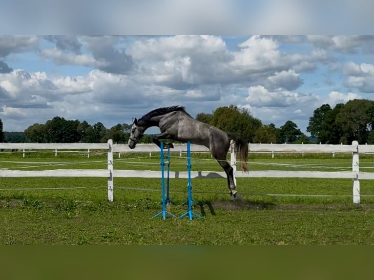 Polnisches Sportpferd Wallach 4 Jahre 175 cm Schimmel in Santok Polnisches Sportpferd Wallach 4 Jahre 175 cm Schimmel in Santok