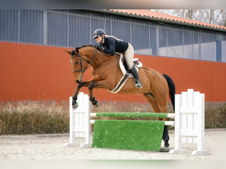 Polnisches Sportpferd Wallach 4 Jahre 176 cm Brauner in Kicin