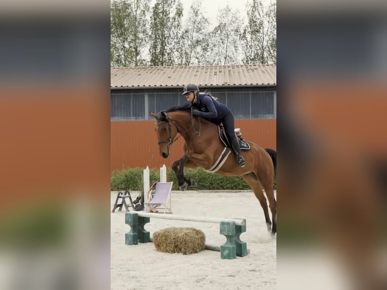 Polnisches Sportpferd Wallach 4 Jahre 176 cm Brauner in Kicin