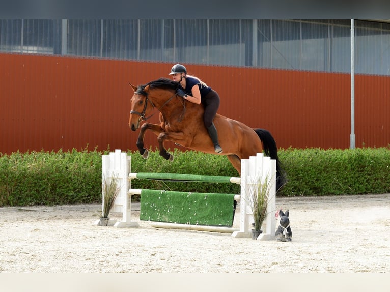Polnisches Sportpferd Wallach 4 Jahre 176 cm Brauner in Kicin