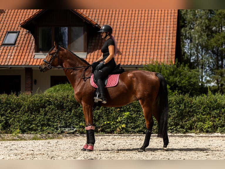 Polnisches Sportpferd Wallach 4 Jahre 176 cm Brauner in Kicin