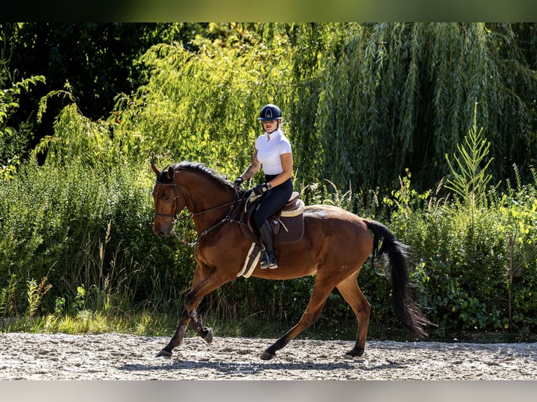 Polnisches Sportpferd Wallach 4 Jahre 176 cm Brauner in Kicin