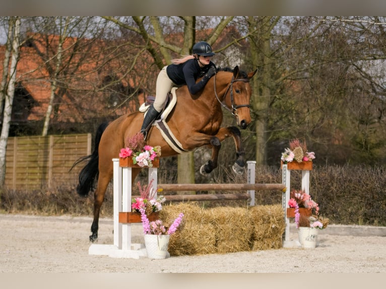 Polnisches Sportpferd Wallach 4 Jahre 176 cm Brauner in Kicin