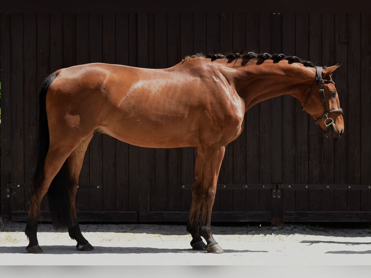Polnisches Sportpferd Wallach 4 Jahre 176 cm Brauner in Kicin