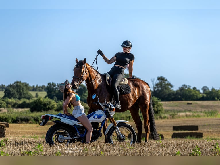 Polnisches Sportpferd Wallach 4 Jahre 176 cm Brauner in Kicin