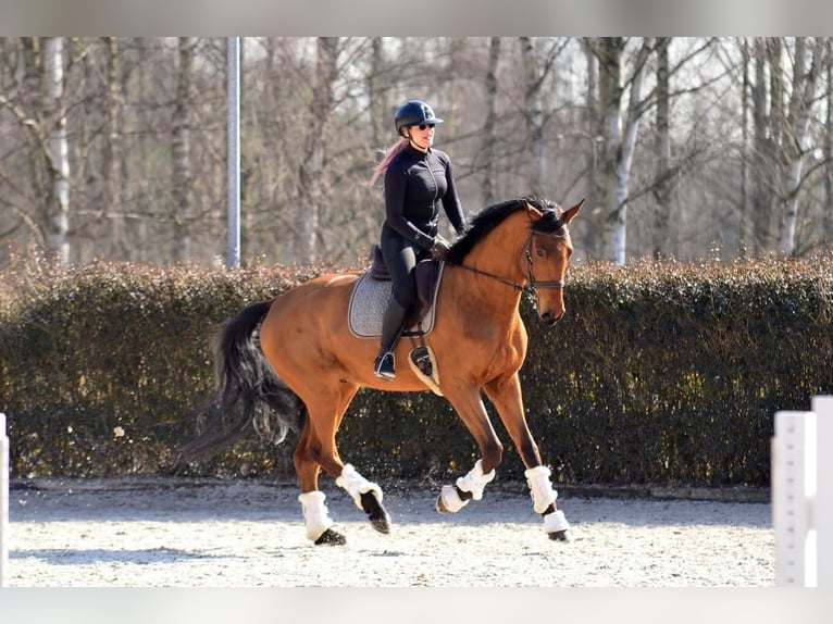 Polnisches Sportpferd Wallach 4 Jahre 176 cm Brauner in Kicin