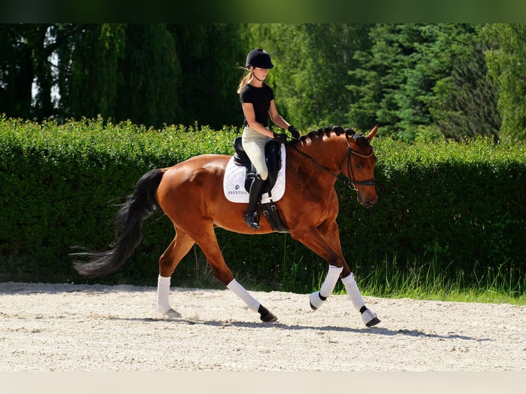 Polnisches Sportpferd Wallach 4 Jahre 176 cm Brauner in Kicin