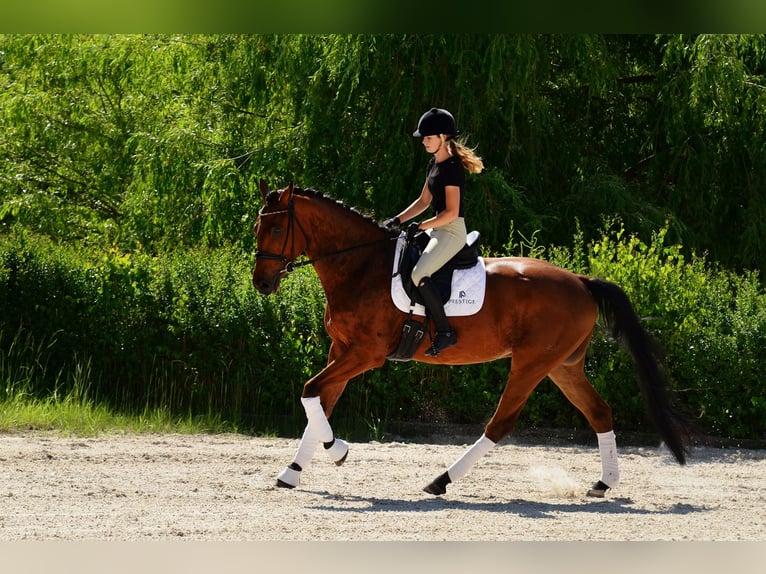 Polnisches Sportpferd Wallach 4 Jahre 176 cm Brauner in Kicin