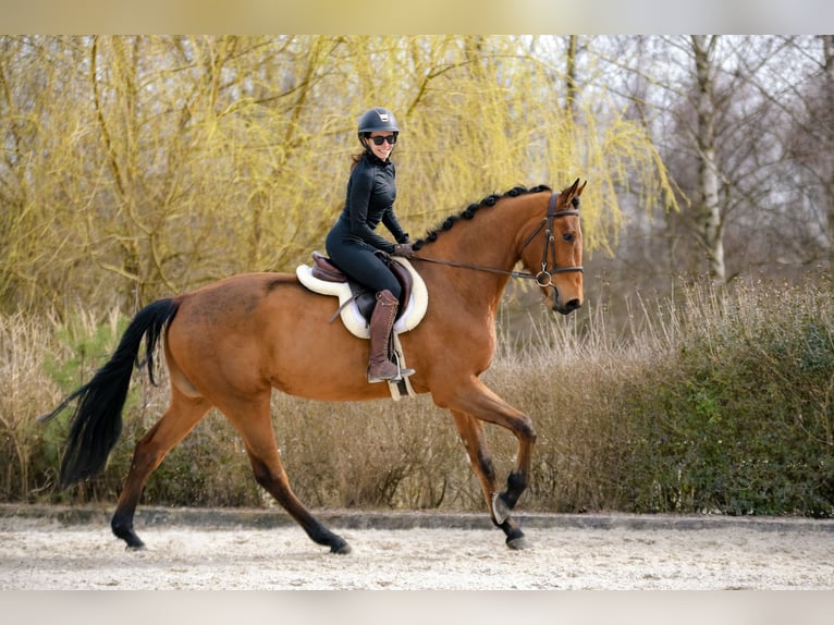 Polnisches Sportpferd Wallach 4 Jahre 176 cm Brauner in Kicin
