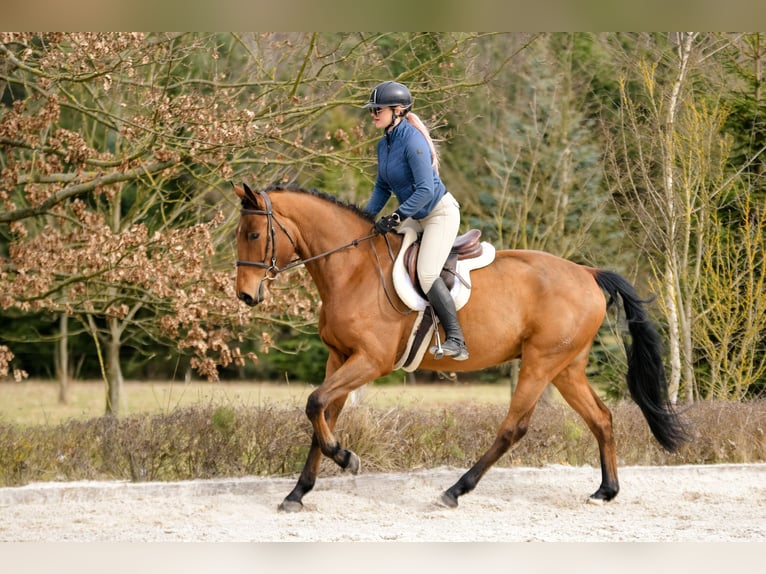 Polnisches Sportpferd Wallach 4 Jahre 176 cm Brauner in Kicin