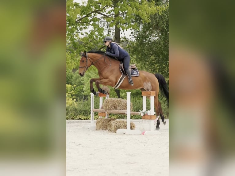 Polnisches Sportpferd Wallach 4 Jahre 176 cm Brauner in Kicin