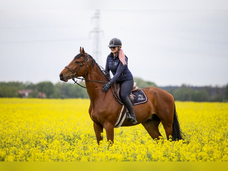 Polnisches Sportpferd Wallach 4 Jahre 176 cm Brauner in Kicin