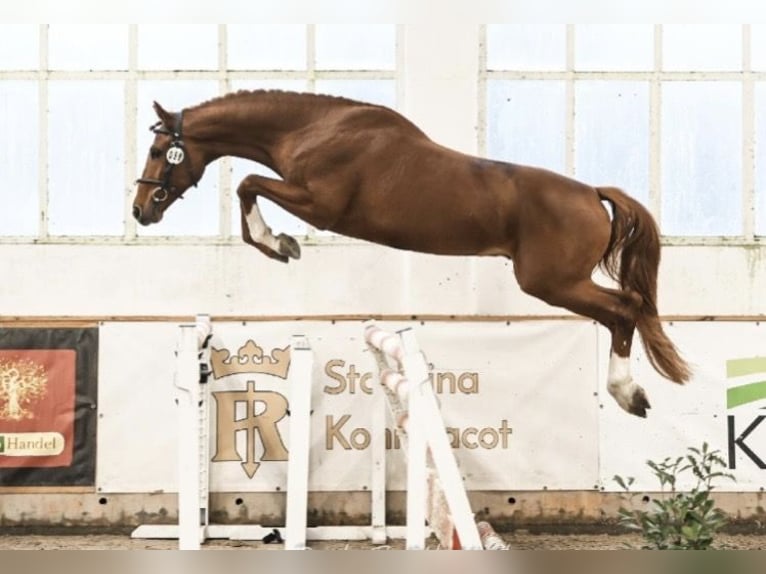 Polnisches Sportpferd Wallach 5 Jahre 164 cm Fuchs in Witkówki