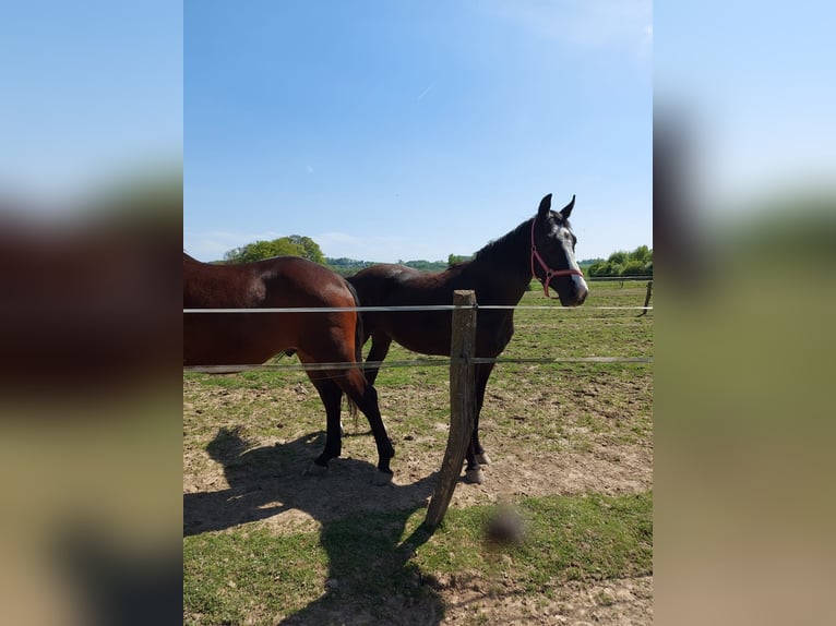 Polnisches Sportpferd Wallach 5 Jahre 164 cm Rappe in Wermelskirchen