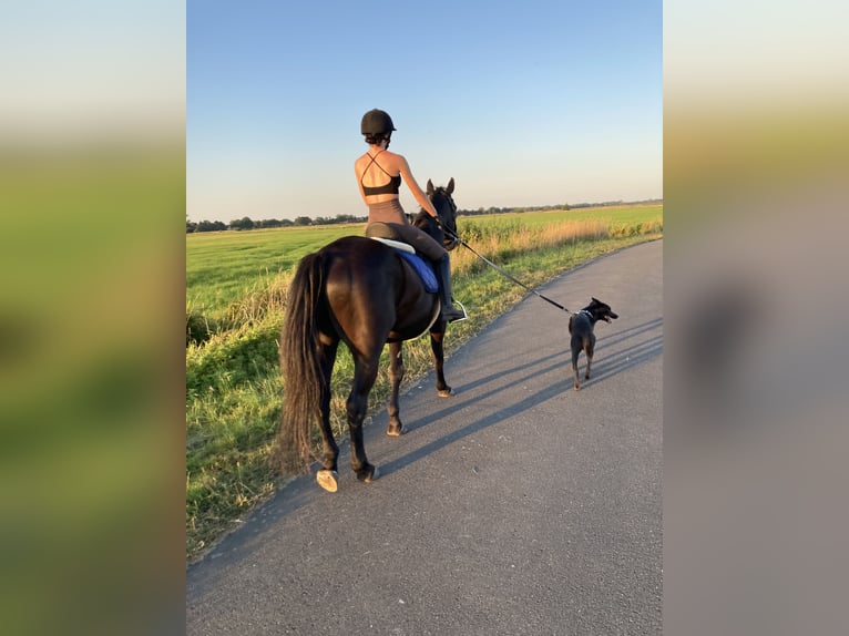 Polnisches Sportpferd Wallach 5 Jahre 165 cm Rappe in carovigno