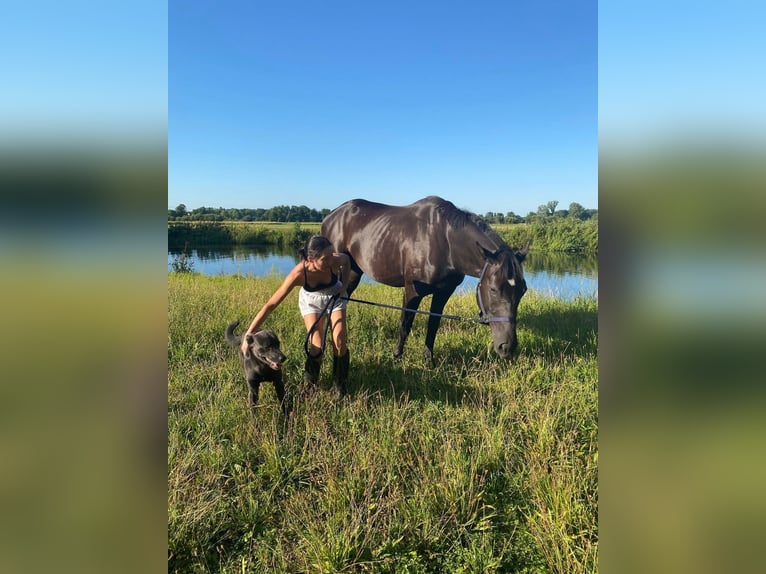 Polnisches Sportpferd Wallach 5 Jahre 165 cm Rappe in carovigno