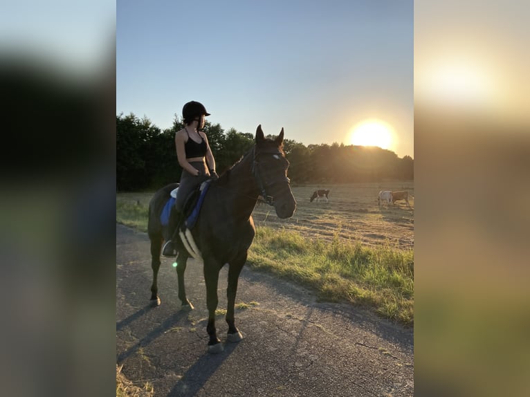 Polnisches Sportpferd Wallach 5 Jahre 165 cm Rappe in carovigno