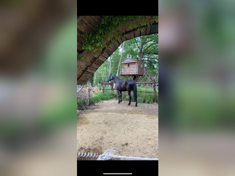 Polnisches Sportpferd Wallach 5 Jahre 165 cm Rappe in carovigno
