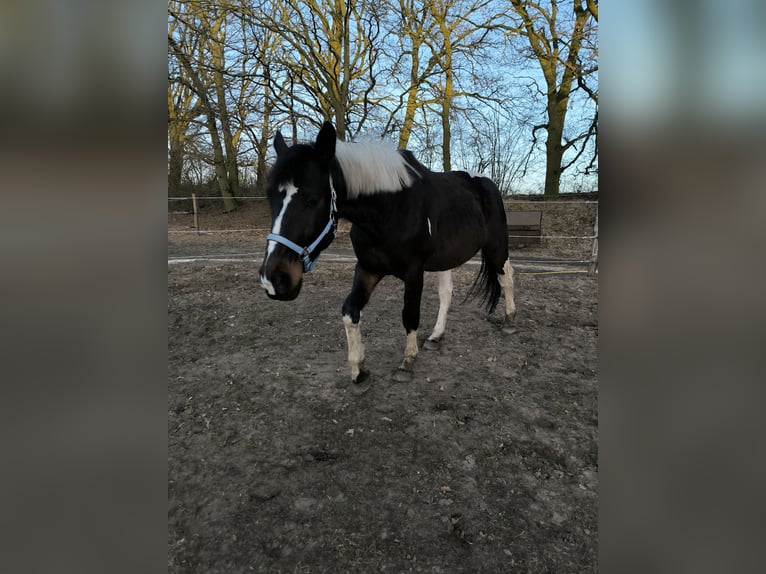 Polnisches Sportpferd Wallach 5 Jahre 165 cm Schecke in Ziesar