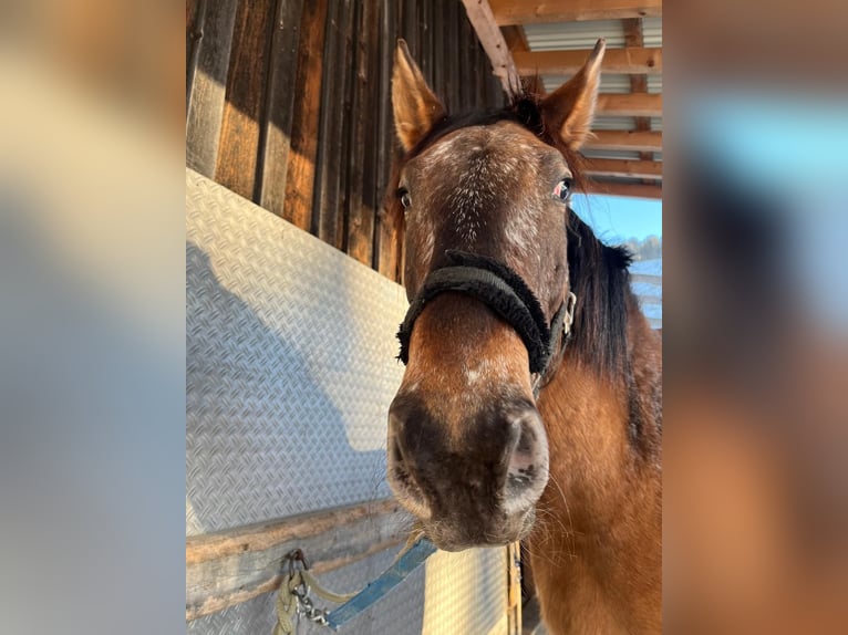 Polnisches Sportpferd Wallach 5 Jahre 165 cm Tigerschecke in Häselgehr