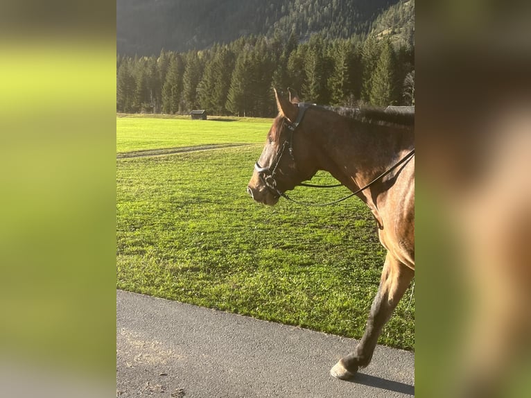 Polnisches Sportpferd Wallach 5 Jahre 165 cm Tigerschecke in Häselgehr