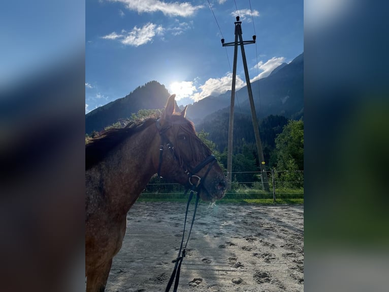Polnisches Sportpferd Wallach 5 Jahre 165 cm Tigerschecke in Häselgehr
