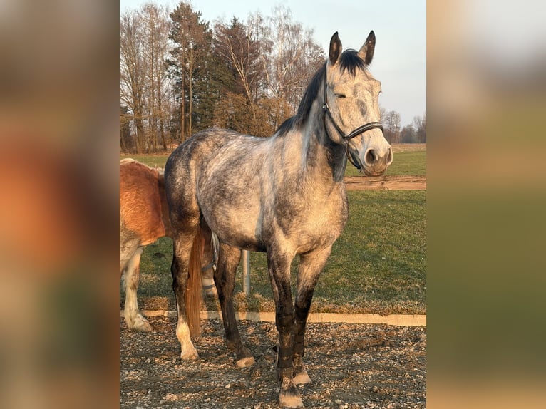 Polnisches Sportpferd Wallach 5 Jahre 168 cm Apfelschimmel in Mühldorf am Inn
