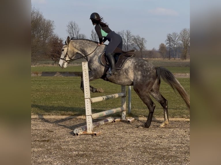 Polnisches Sportpferd Wallach 5 Jahre 168 cm Apfelschimmel in Mühldorf am Inn
