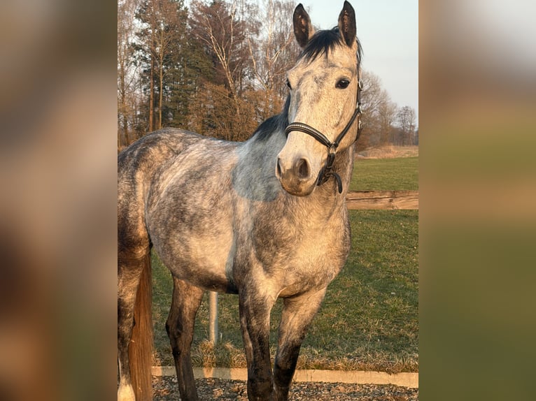 Polnisches Sportpferd Wallach 5 Jahre 168 cm Apfelschimmel in Mühldorf am Inn
