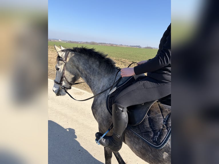 Polnisches Sportpferd Wallach 5 Jahre 168 cm Apfelschimmel in Mühldorf am Inn