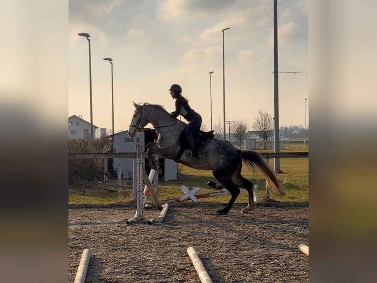 Polnisches Sportpferd Wallach 5 Jahre 168 cm Apfelschimmel in Mühldorf am Inn