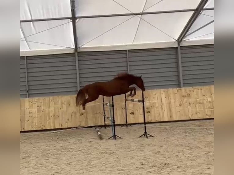 Polnisches Sportpferd Wallach 5 Jahre 168 cm Fuchs in Raciborowice Górne