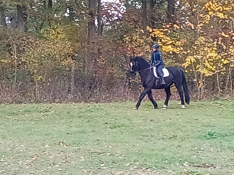 Polnisches Sportpferd Wallach 5 Jahre 168 cm Rappe in LESZNO DOLNE