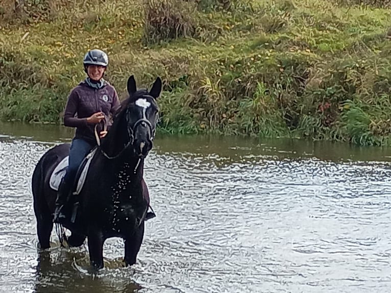 Polnisches Sportpferd Wallach 5 Jahre 168 cm Rappe in LESZNO DOLNE