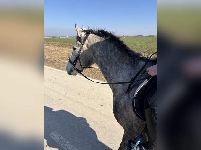 Polnisches Sportpferd Wallach 5 Jahre 169 cm Apfelschimmel in Dorfen