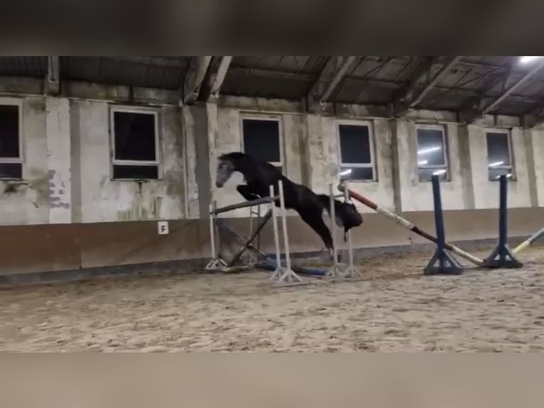 Polnisches Sportpferd Wallach 5 Jahre 169 cm Apfelschimmel in Dorfen