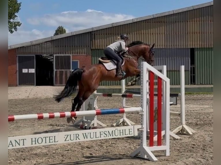 Polnisches Sportpferd Wallach 5 Jahre 170 cm Brauner in Nordermeldorf