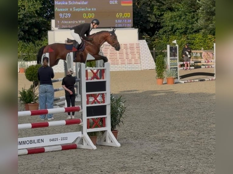 Polnisches Sportpferd Wallach 5 Jahre 170 cm Brauner in Nordermeldorf