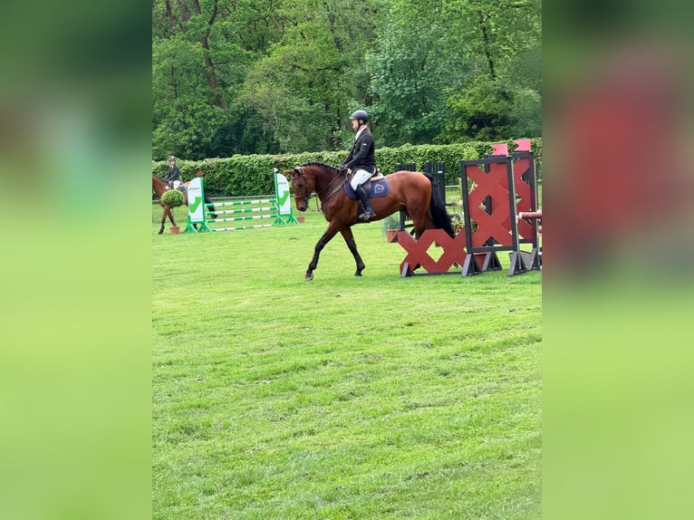Polnisches Sportpferd Wallach 5 Jahre 170 cm Brauner in Nordermeldorf