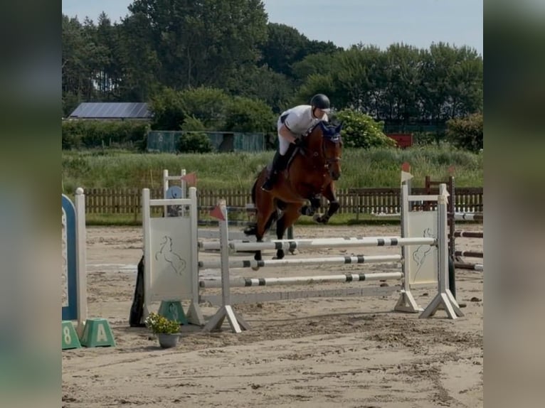 Polnisches Sportpferd Wallach 5 Jahre 170 cm Brauner in Nordermeldorf