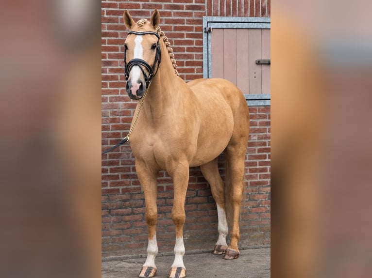 Polnisches Sportpferd Wallach 5 Jahre 170 cm Palomino in Someren