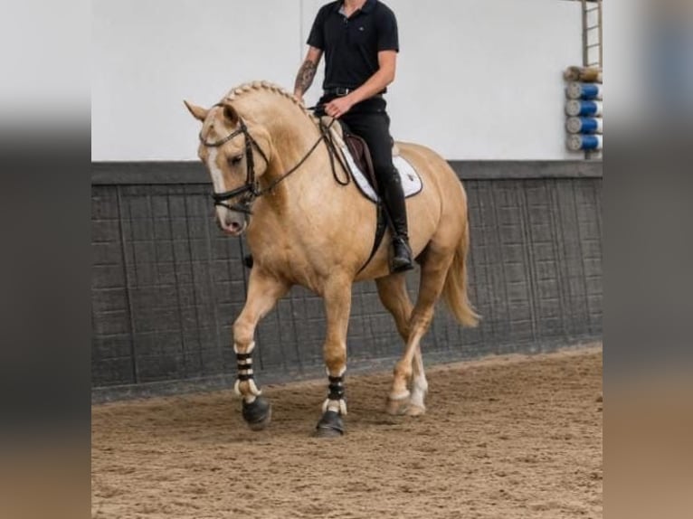 Polnisches Sportpferd Wallach 5 Jahre 170 cm Palomino in Someren
