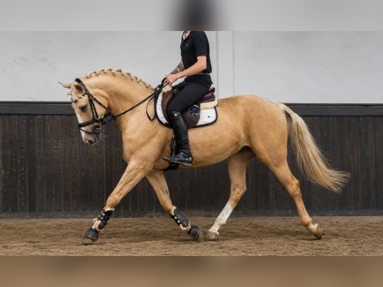 Polnisches Sportpferd Wallach 5 Jahre 170 cm Palomino in Someren